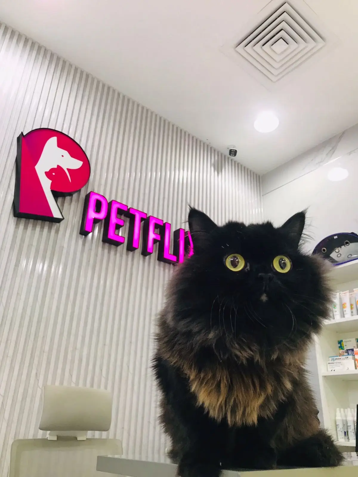 A black Persian cat with orange eyes sits in front of the pink Petflix sign at reception