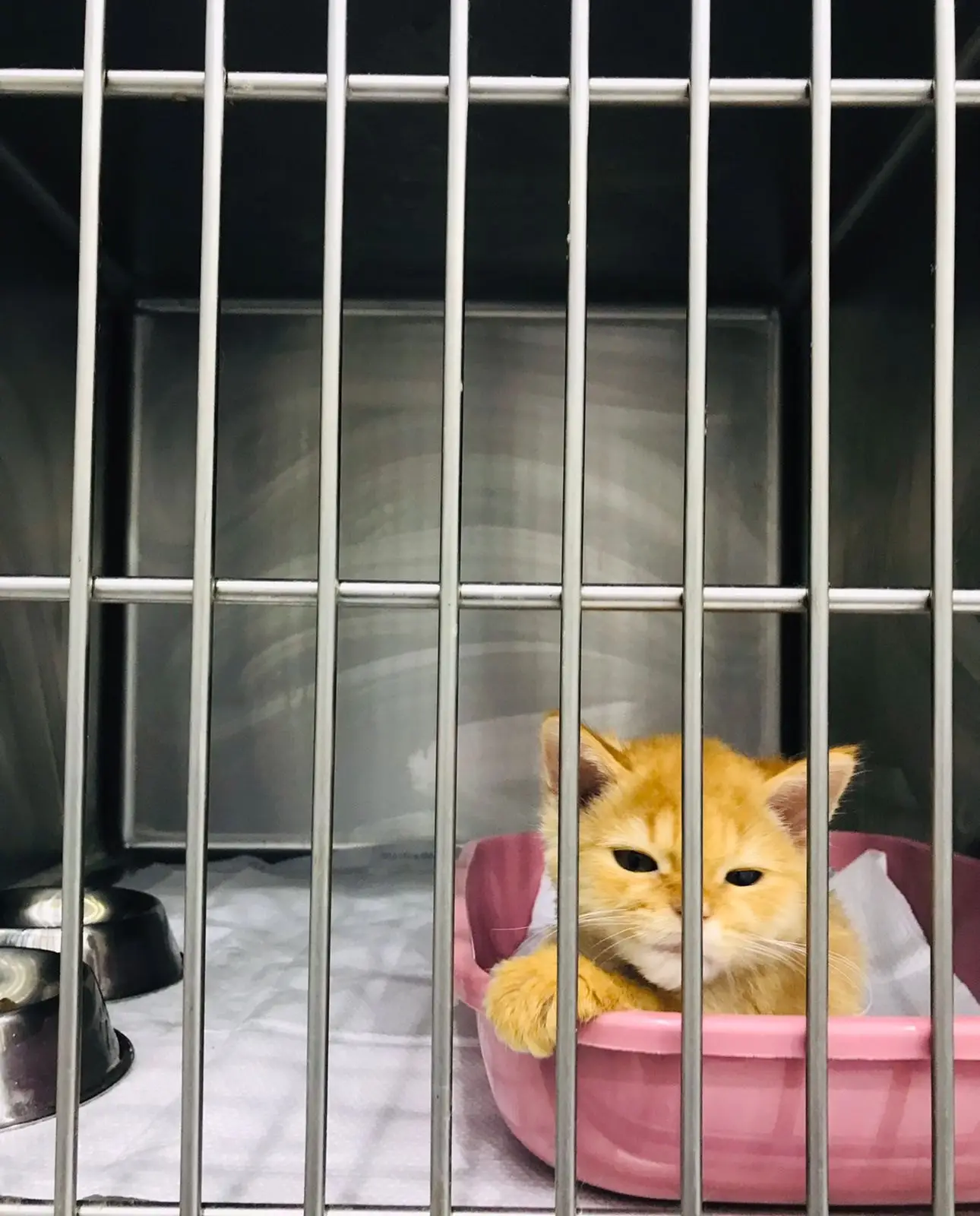 A ginger cat rests in a bed inside a stainless kennel in the ward