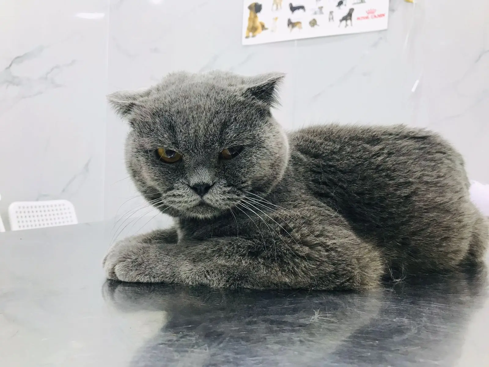 A grey short-haired cat with folded ears and copper eyes crouches on a steel examination table at Petflix