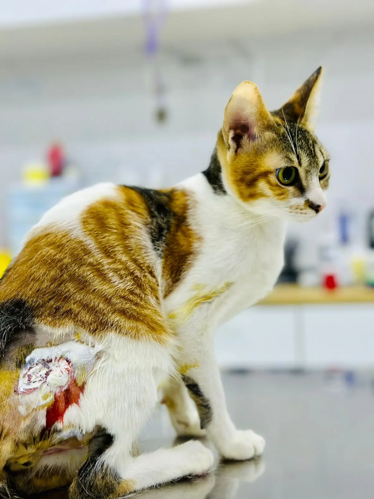 A calico cat on the steel table with a dressed wound on its hind leg