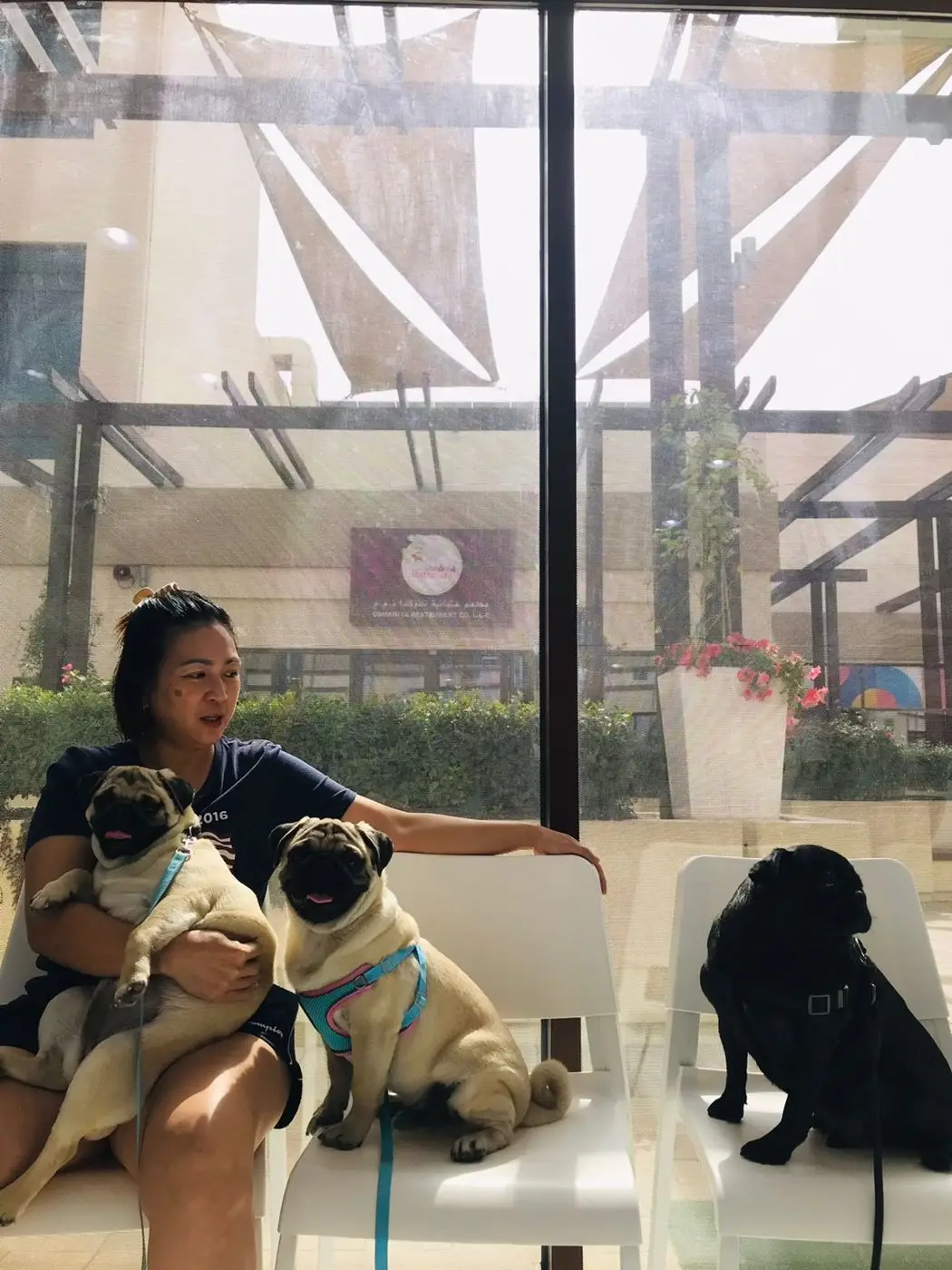 Woman crouching with two pugs and a black dog at glass entrance, outdoor pergola behind