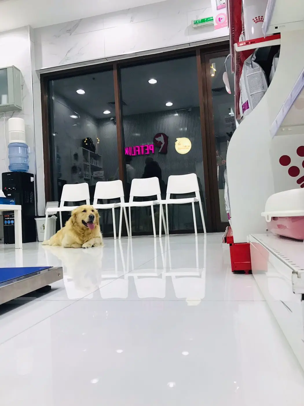 The waiting area at night, a golden dog resting on the floor
