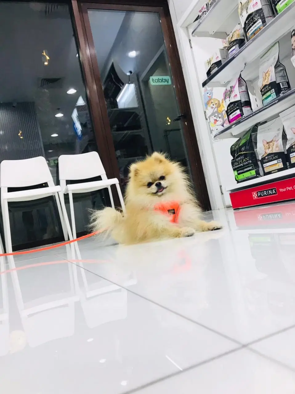 Pomeranian on leash in bright waiting area with white chairs and pet-food shelves, night outside