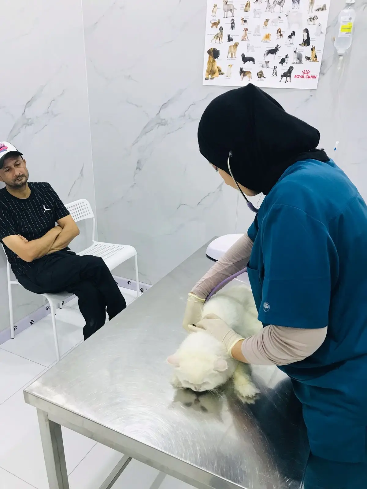 A vet listens to a white cat's chest while its owner waits on a chair beside the table