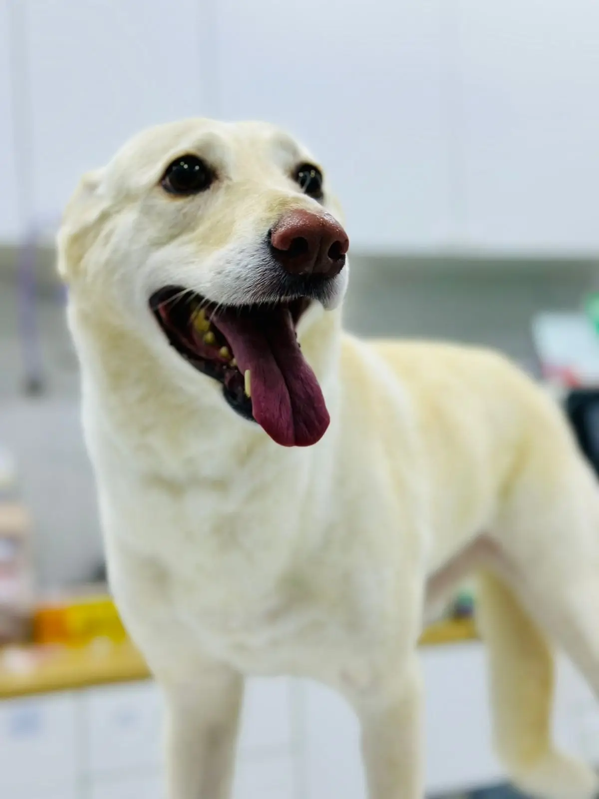 A cream Labrador with its mouth open and tongue out, photographed inside the Petflix clinic