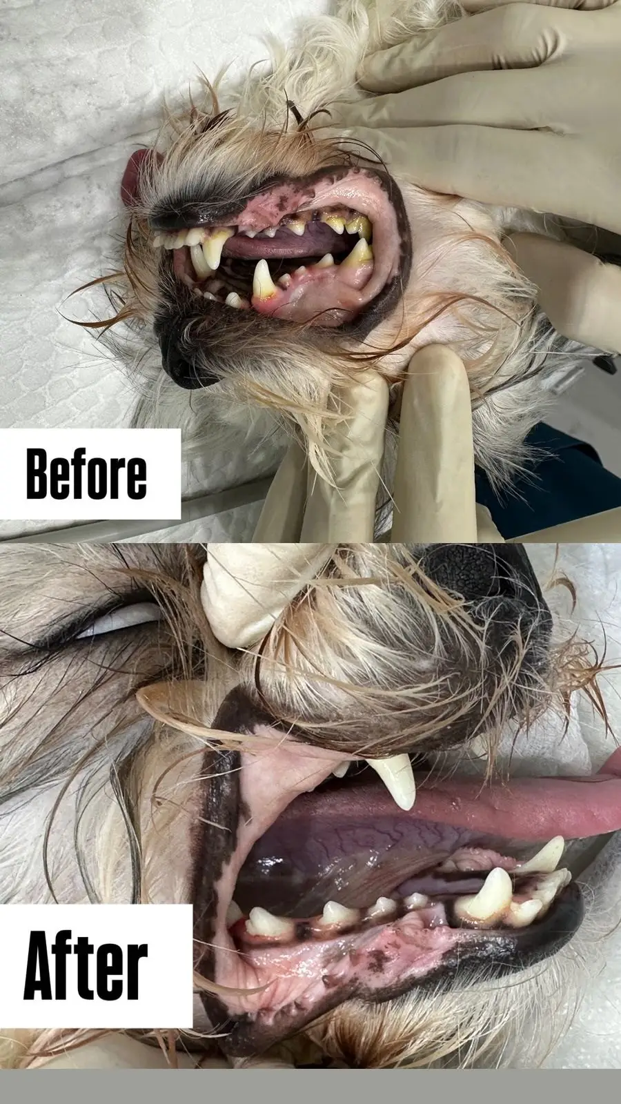 A small dog's teeth before and after scaling. Brown tartar in the top photo, clean teeth below
