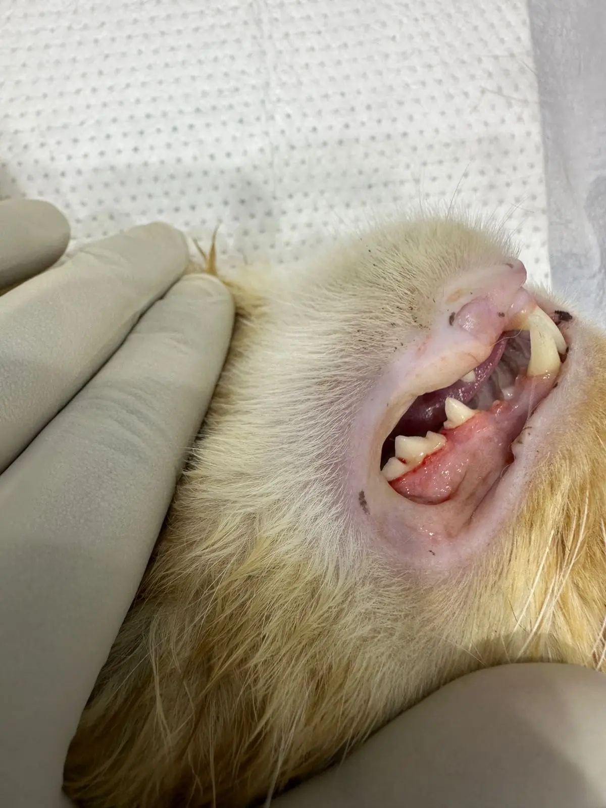 A gloved hand lifts the lip of a cream cat to show red gums and tartar on the back teeth