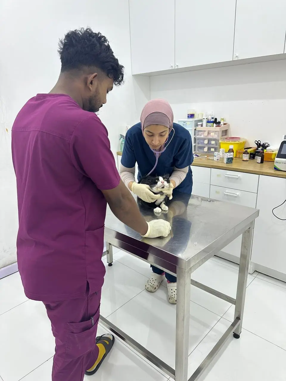 A vet and a nurse examine a cat on the steel table