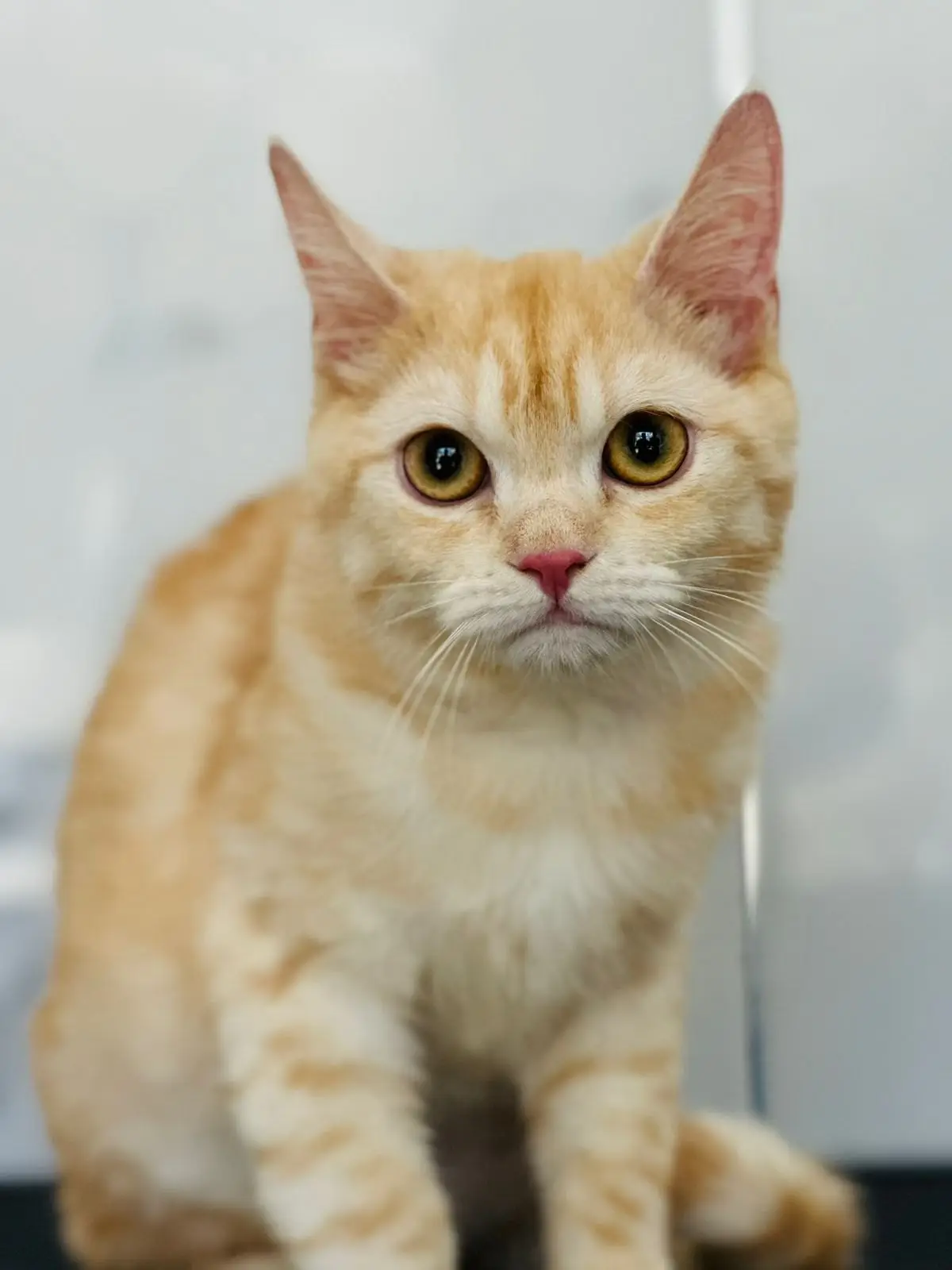 A ginger kitten in the clinic, the typical patient for a diarrhoea panel