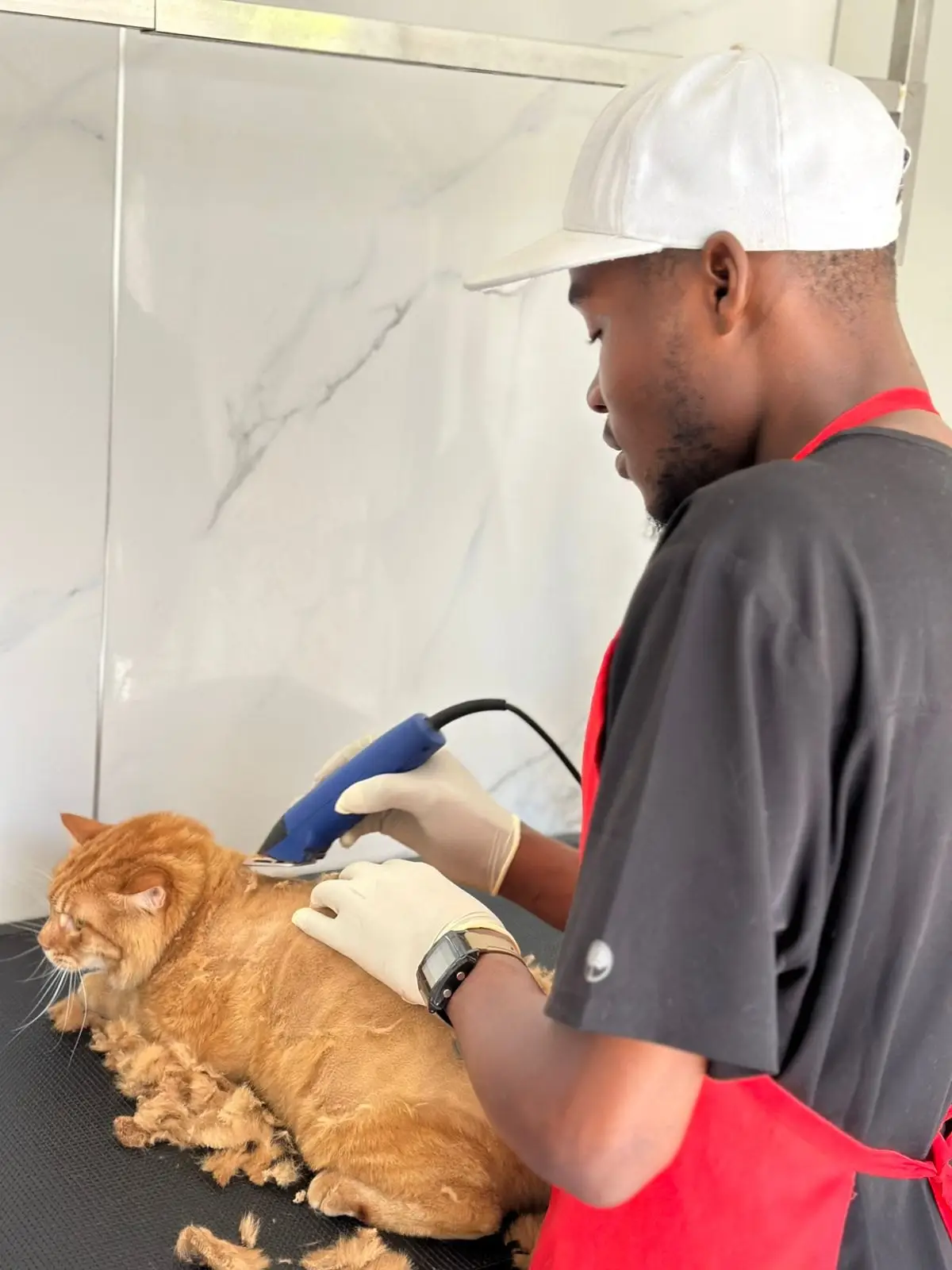 The groomer clips a ginger cat