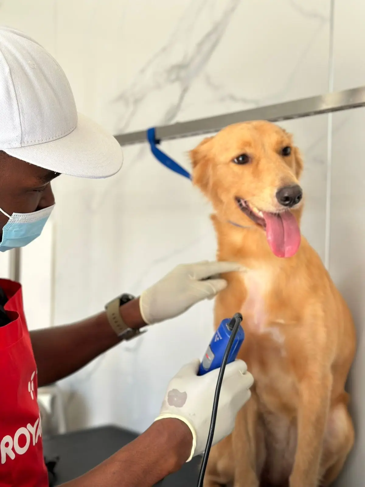 A groomer in a cap and mask holds a clipper to the chest of a golden retriever sitting on the grooming table