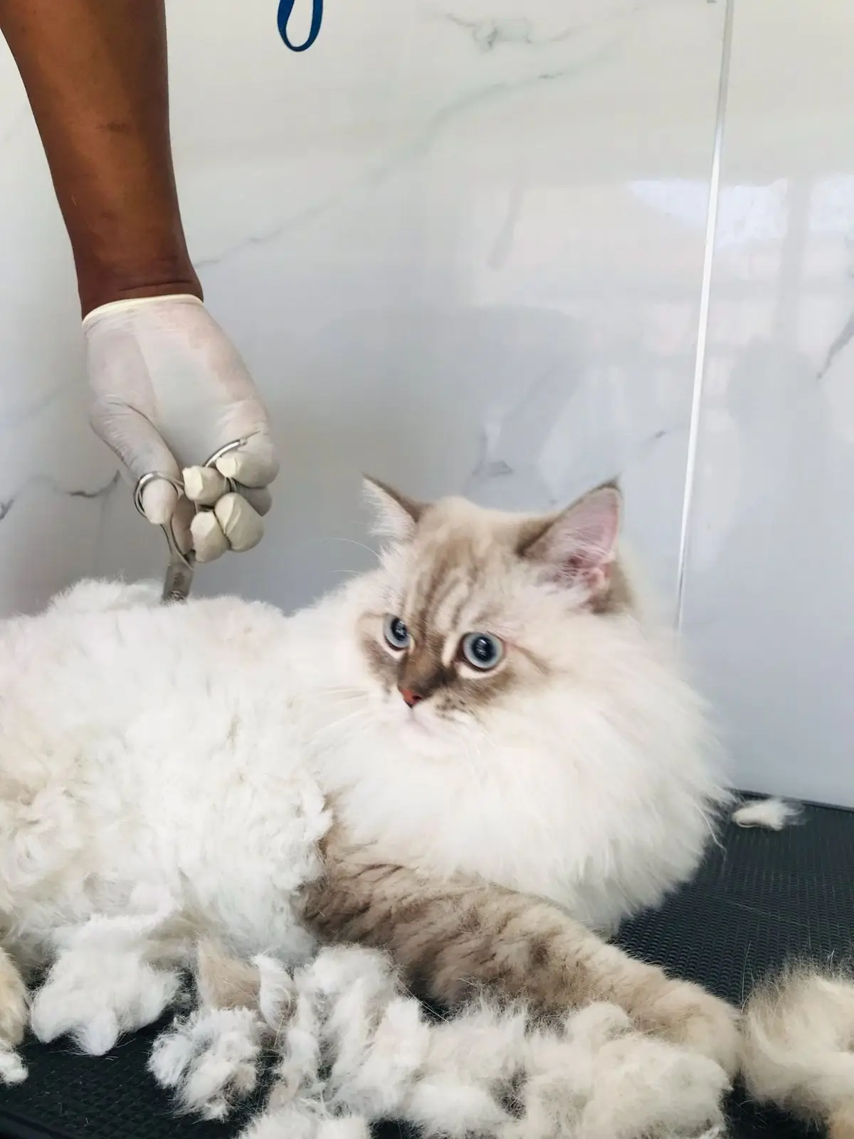 A long-haired cream and grey cat with blue eyes lies on the grooming table among clumps of clipped fur while a gloved hand holds scissors behind her