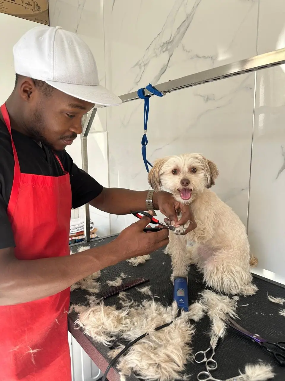 A groomer in a red apron trims the front nails of a small cream dog on the grooming table, with clipped fur and scissors around them
