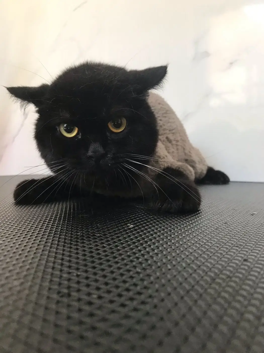 Black cat with shaved body lying on grooming table