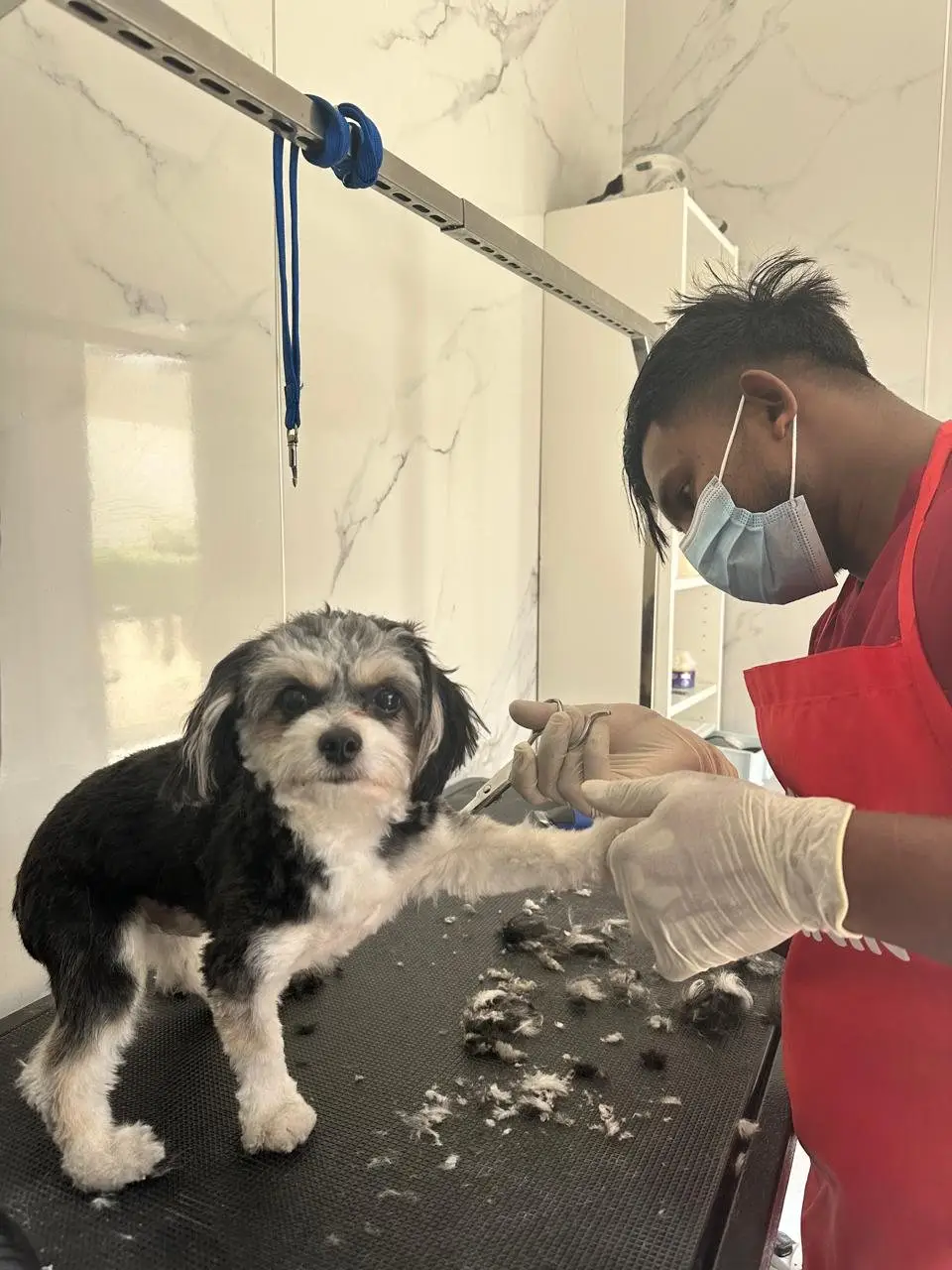 Masked groomer in red apron trimming small black-white dog on grooming table
