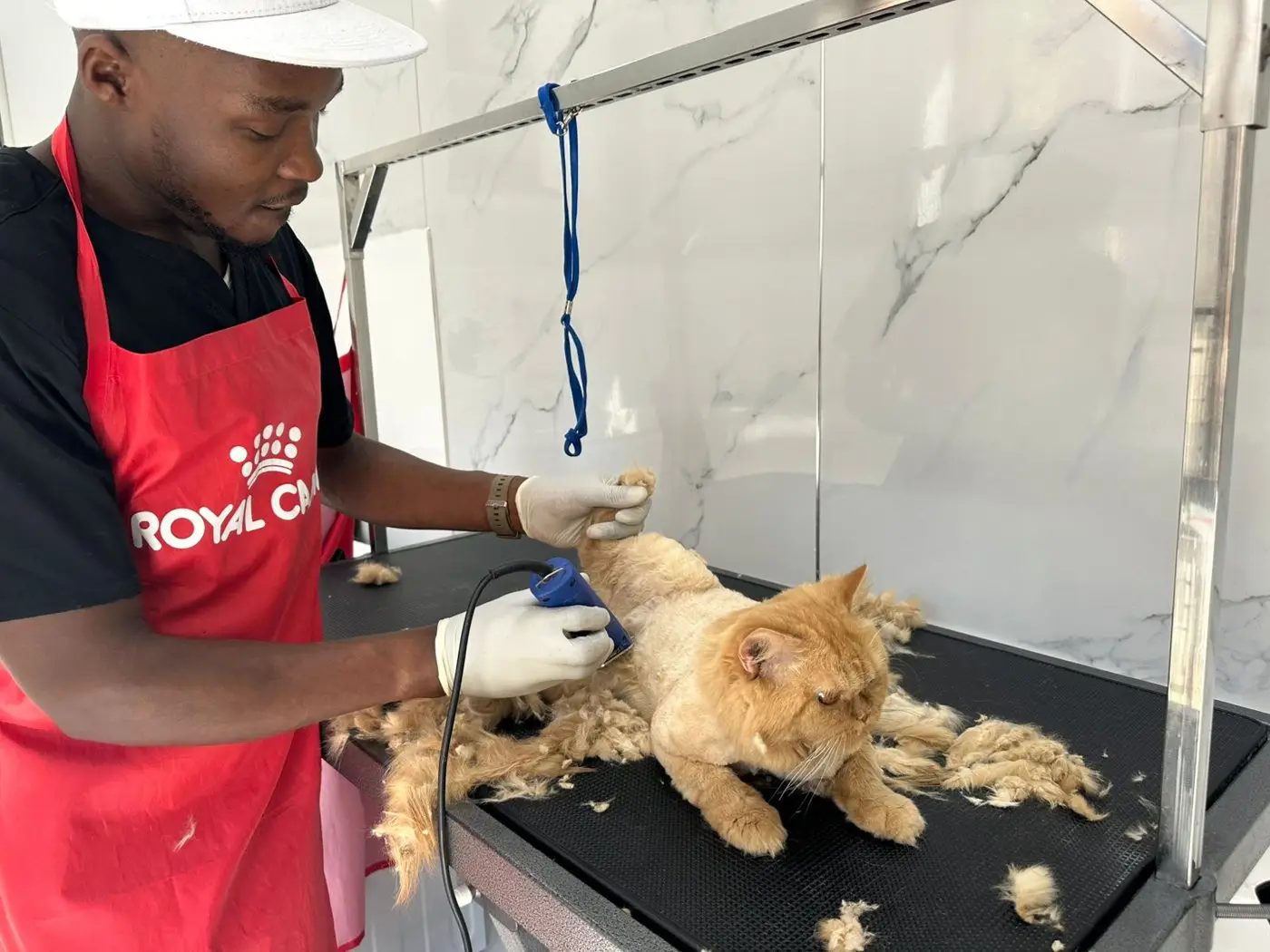 Groomer in red Royal Canin apron and white cap clipping ginger cat on grooming table