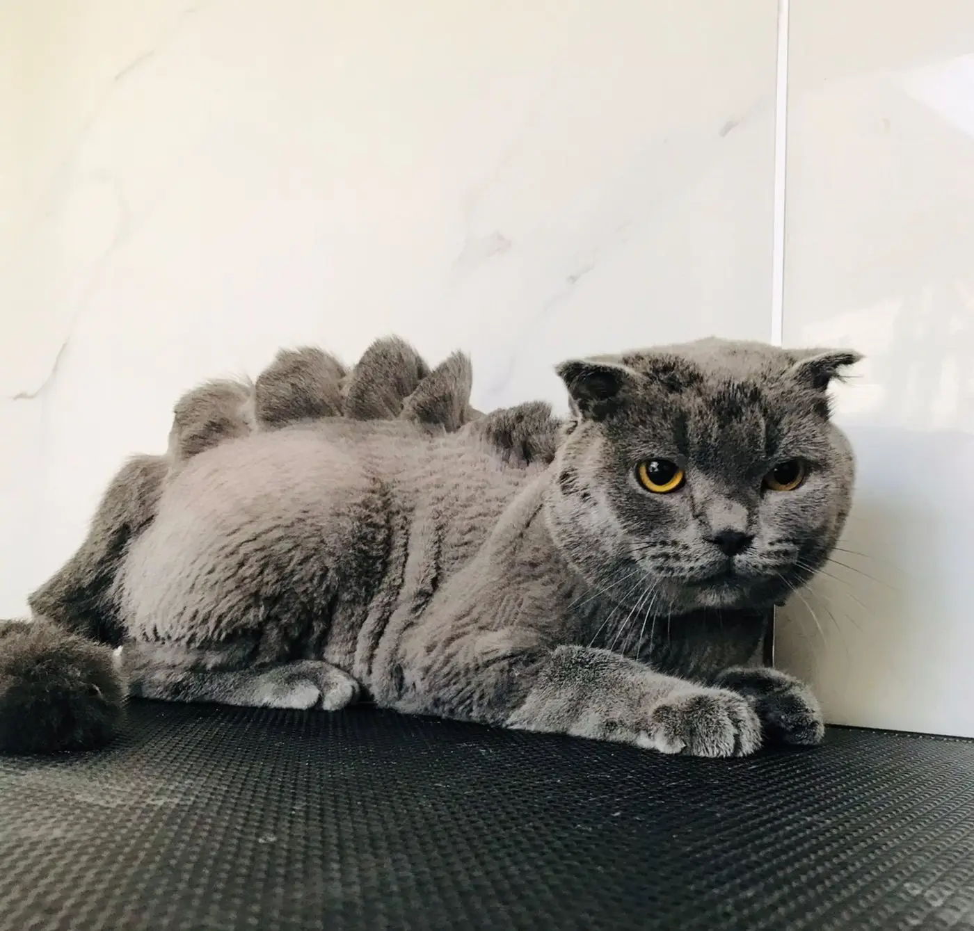 Grey Scottish Fold with dinosaur-spine style haircut on grooming table