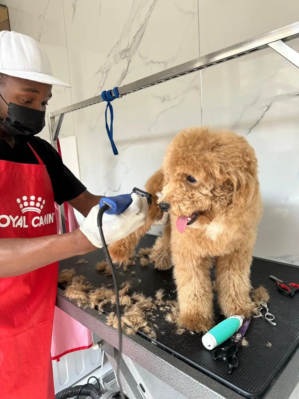 Masked groomer in red Royal Canin apron clipping apricot doodle dog on table