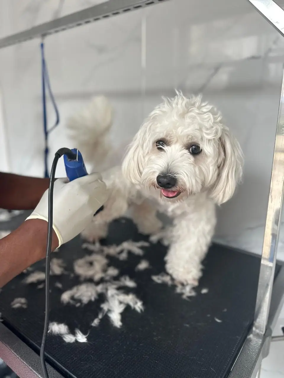 White fluffy small dog on grooming table mid-haircut, looking at camera