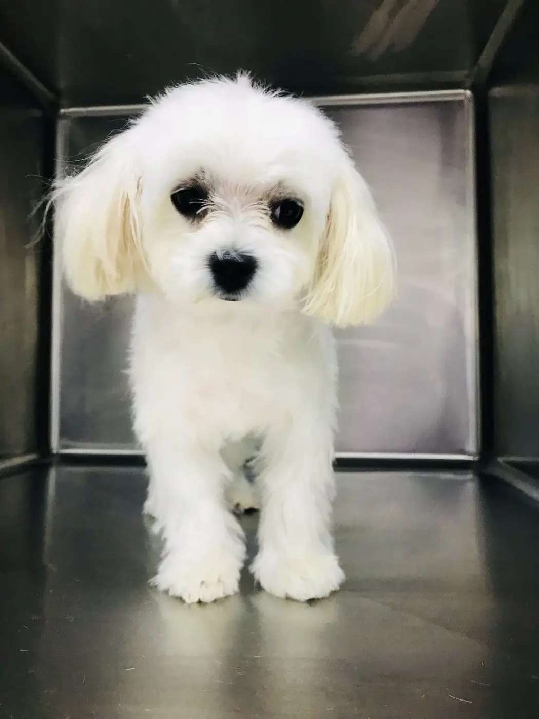 Freshly groomed white Maltipoo standing in steel kennel/dryer box