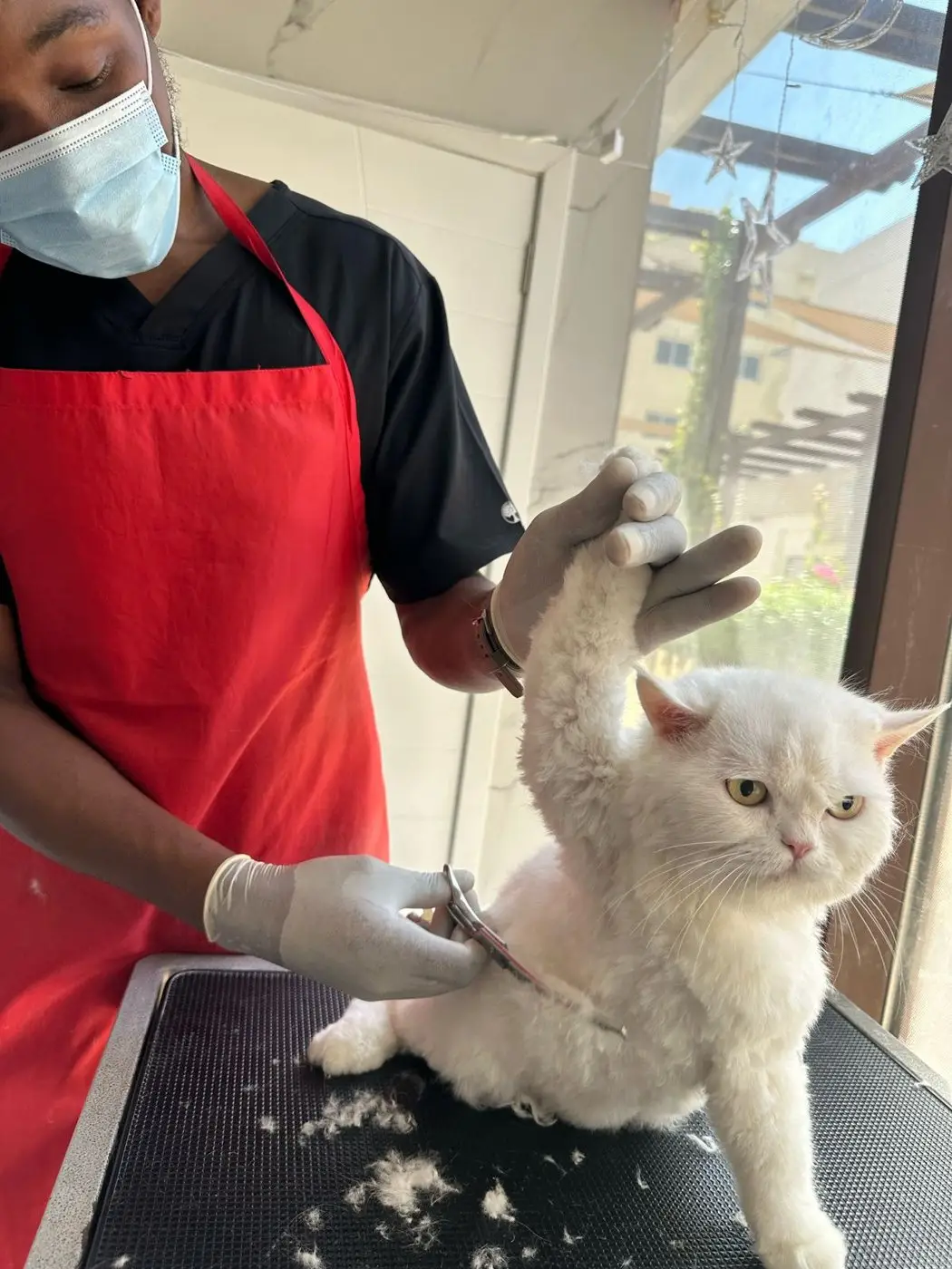 The groomer brushes out a white Persian