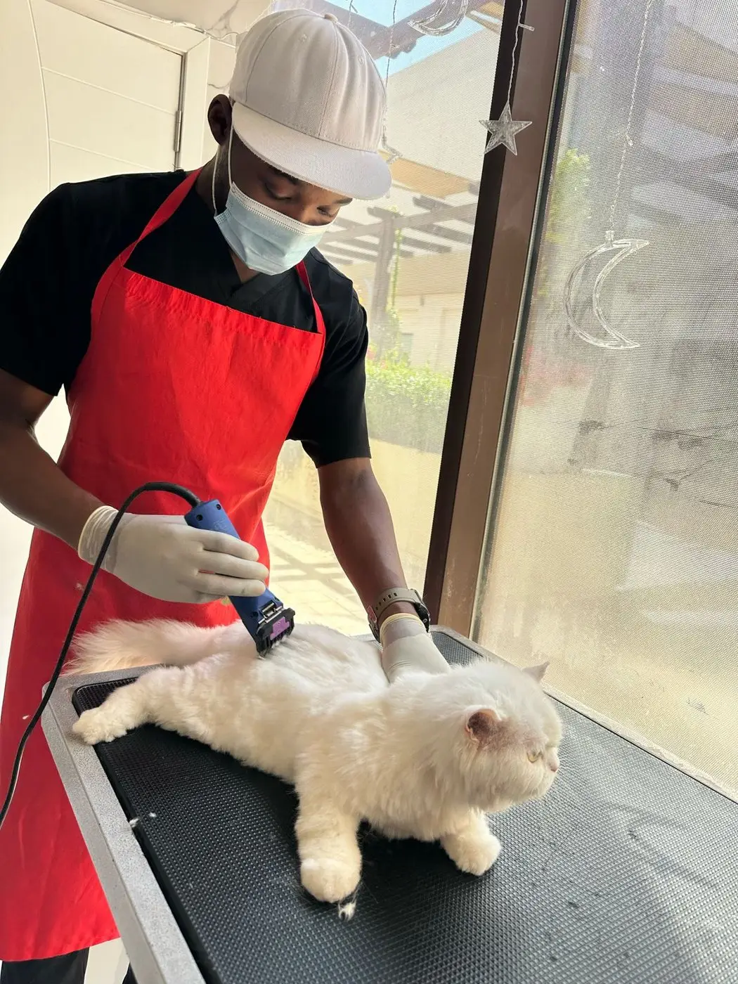 Groomer in red apron, cap and mask clipping white Persian cat on table