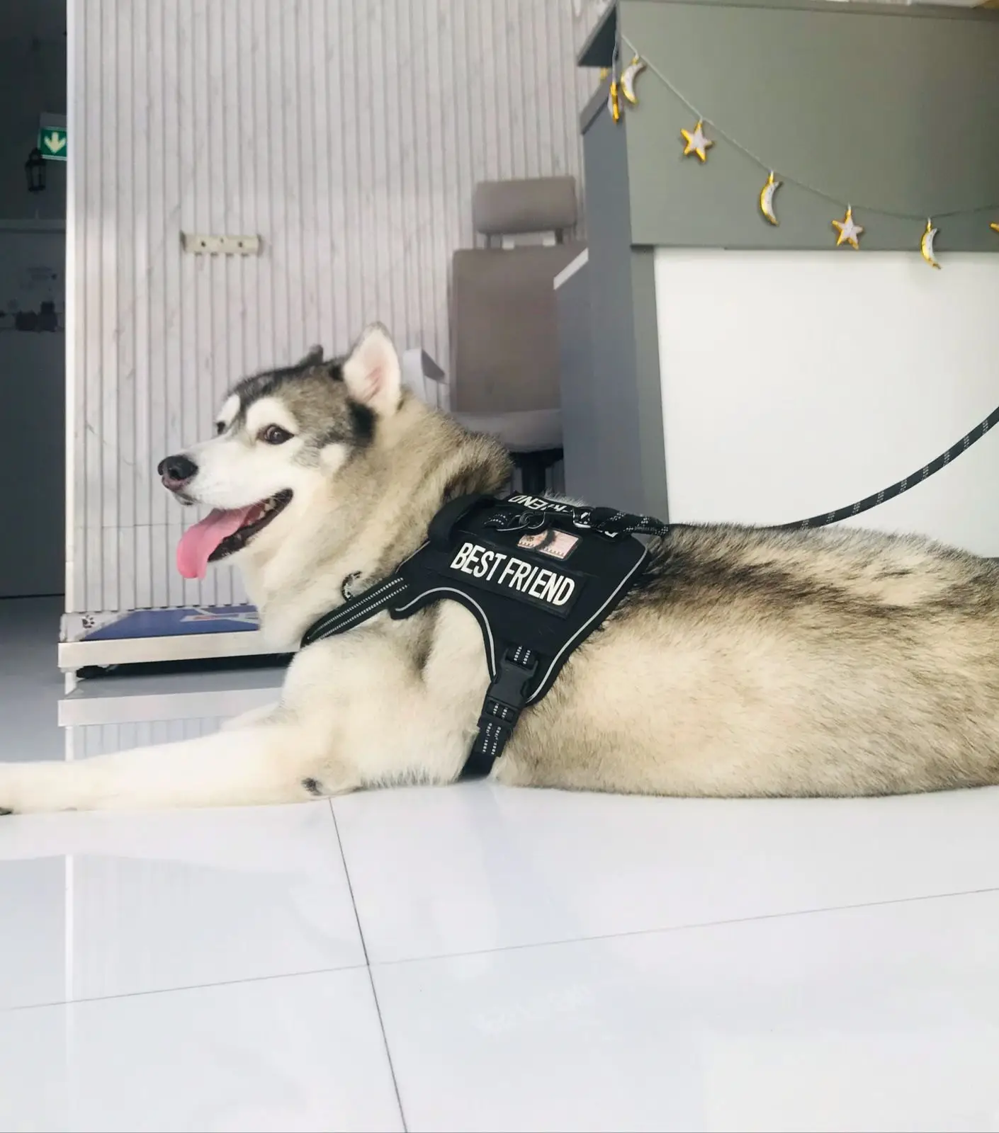 A husky waits by the reception desk