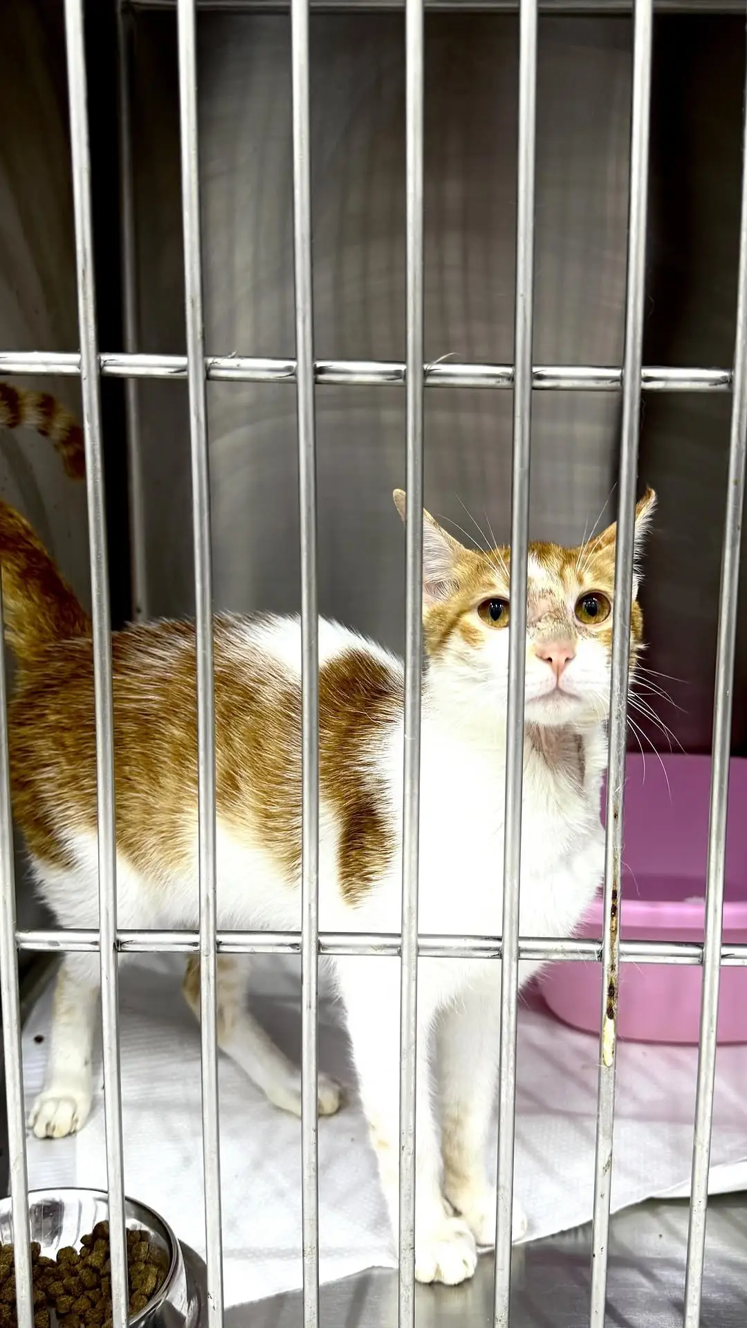 A cat in the inpatient ward