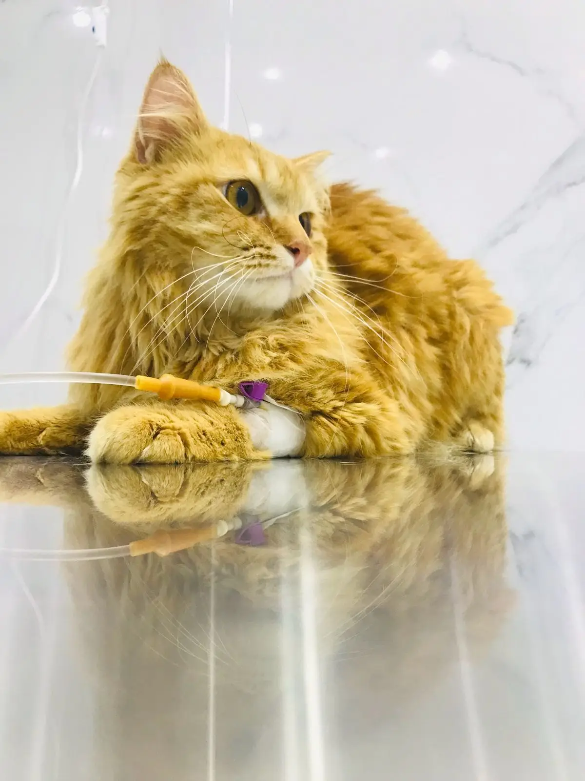 A ginger cat on an IV line in the inpatient ward