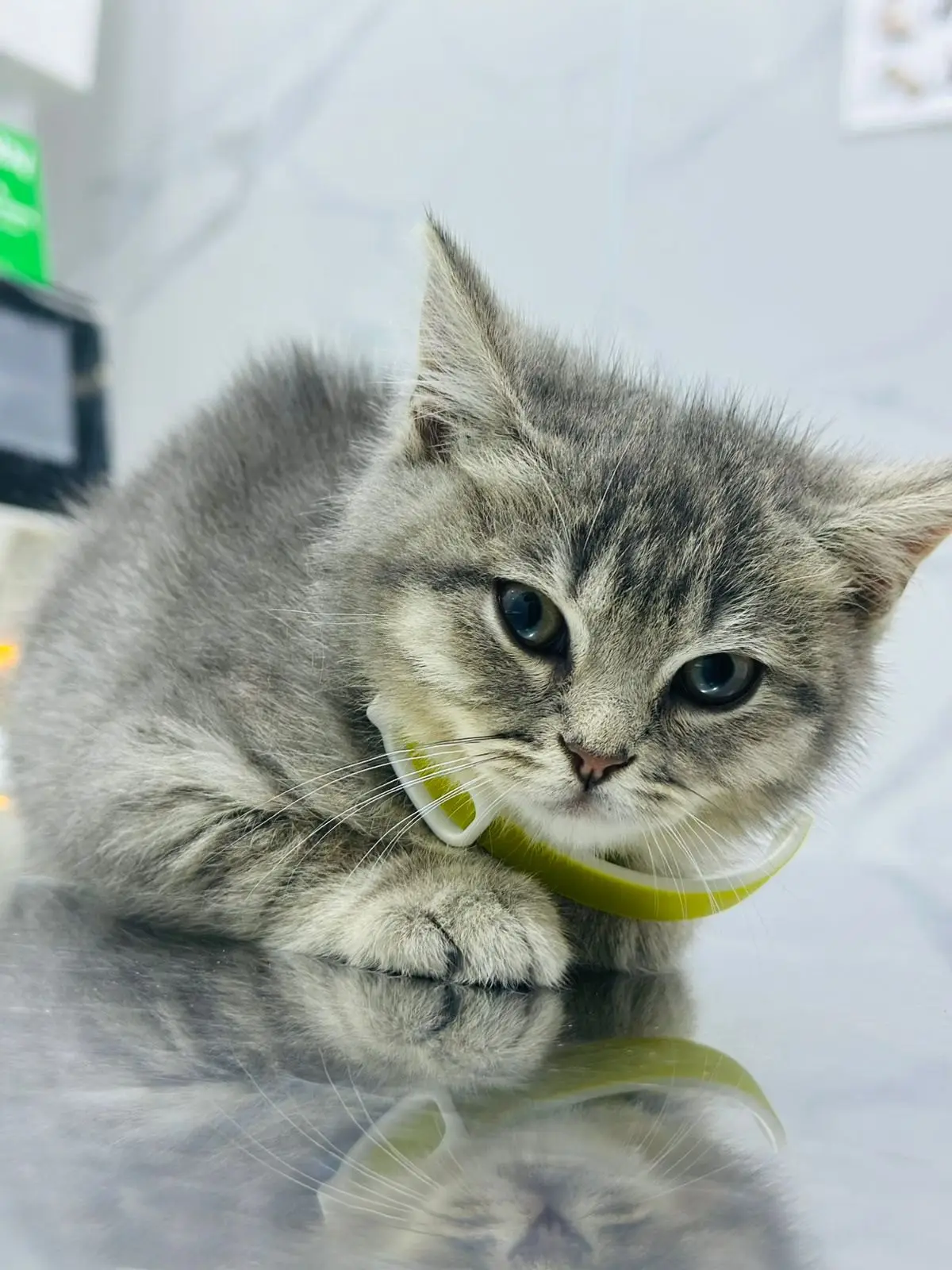 A grey tabby kitten on the examination table