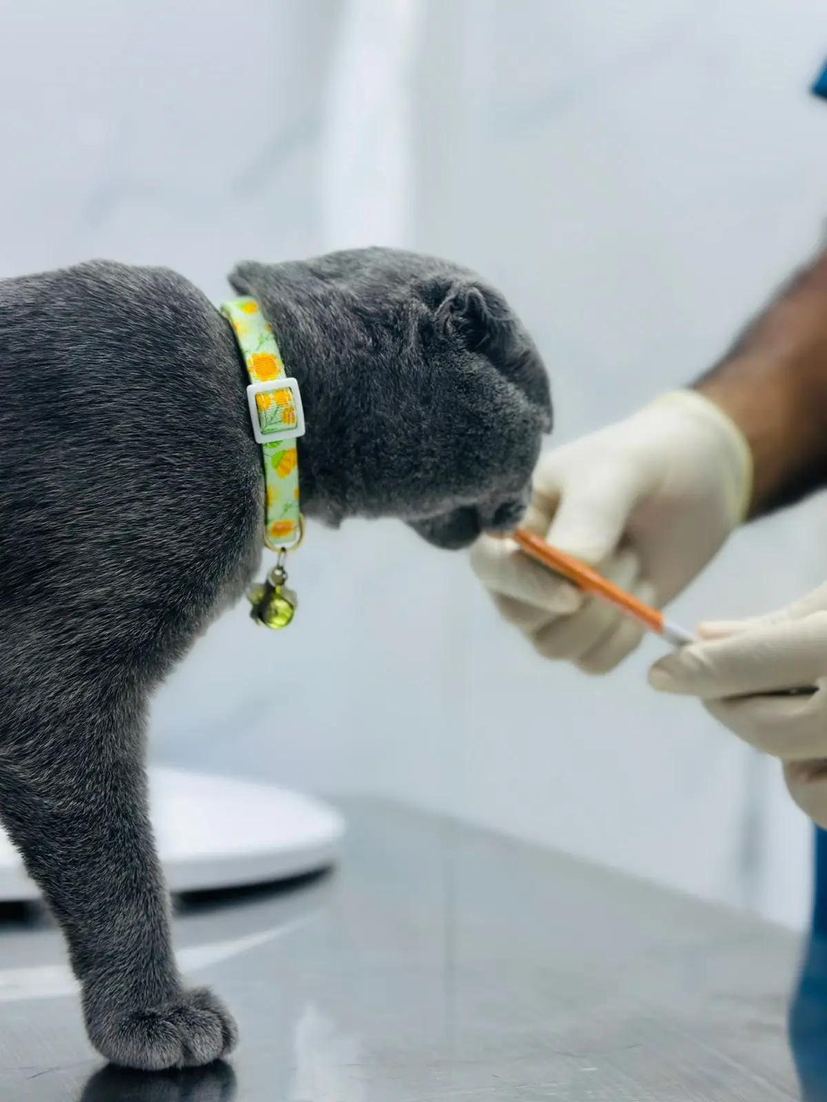 A gloved hand gives a grey cat in a floral collar liquid medicine from a syringe on the clinic table