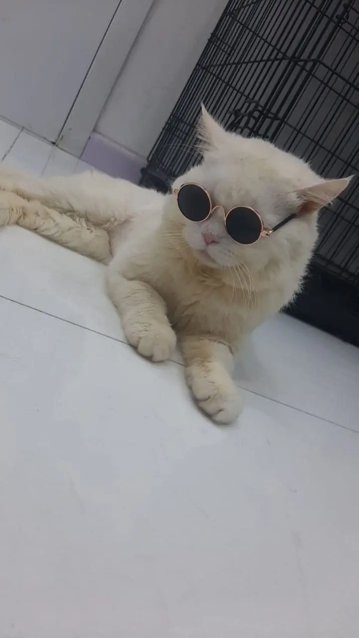 Cream long-hair cat wearing round sunglasses lying on white clinic floor near cage