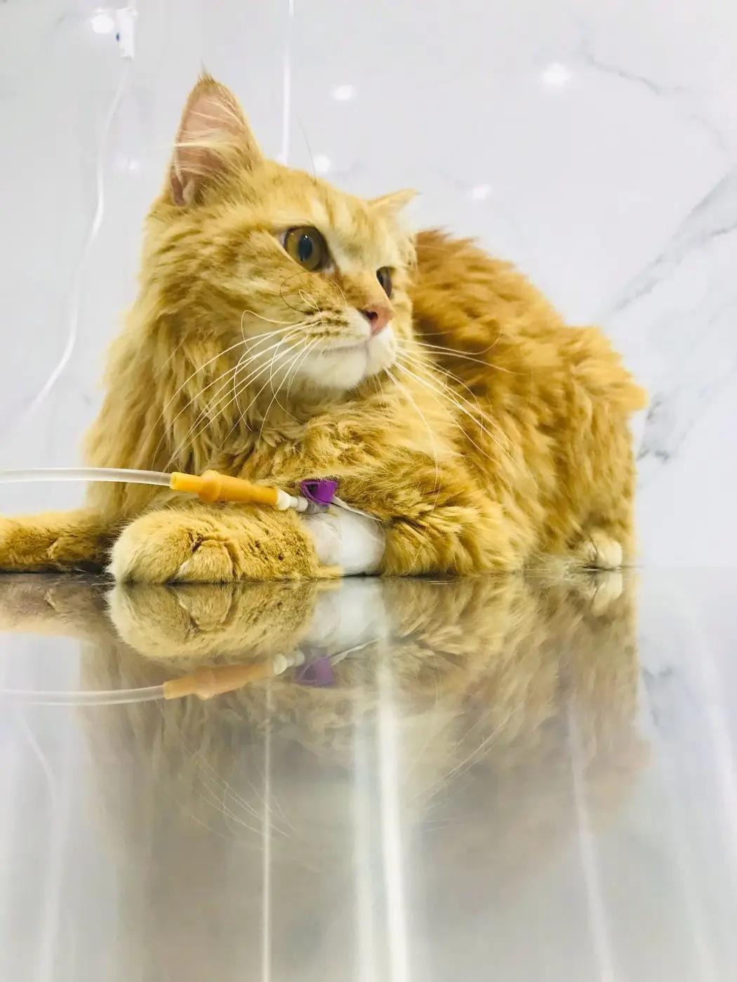 Ginger long-hair cat with IV catheter in foreleg lying on steel table