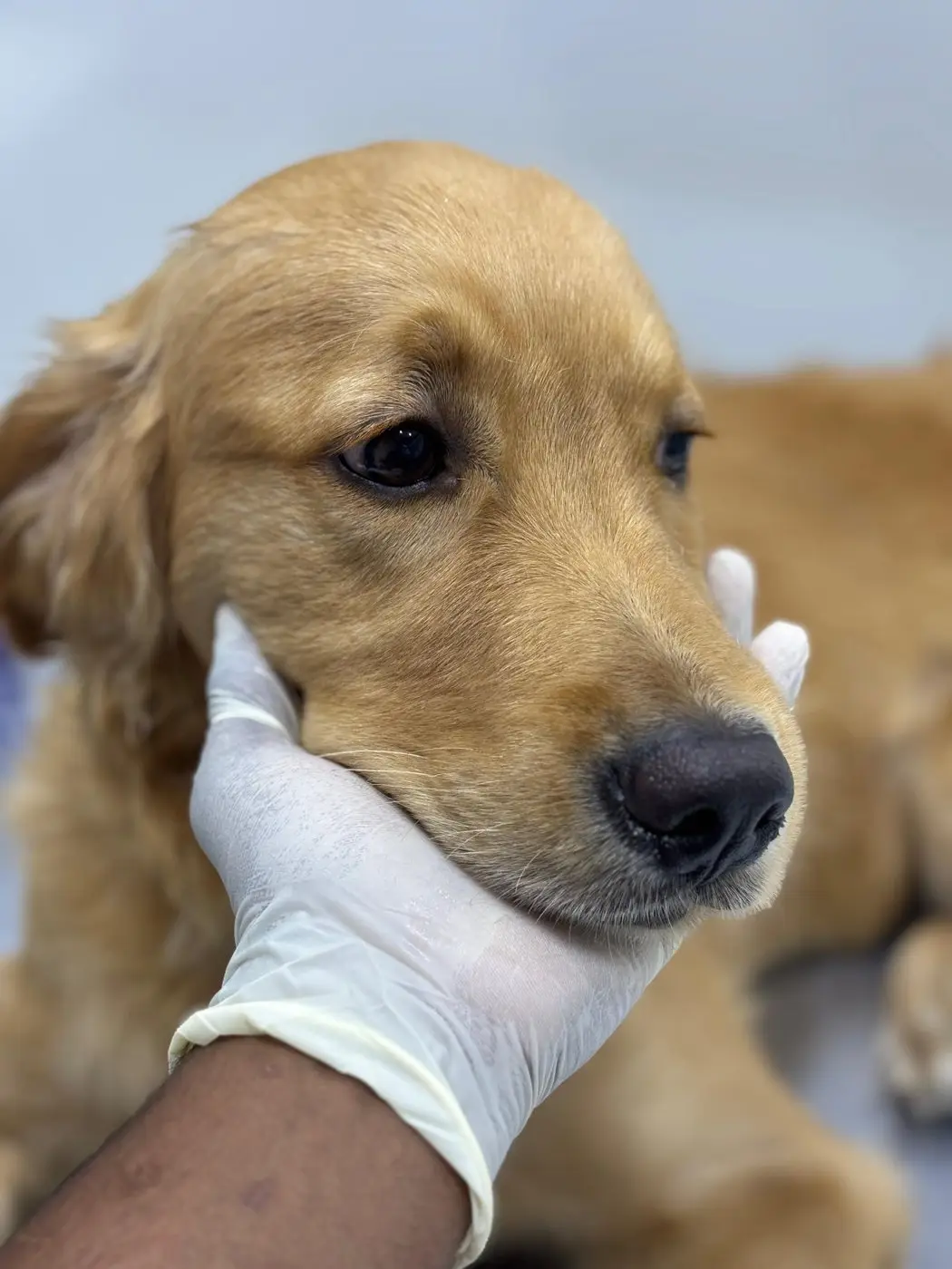 Close-up golden retriever resting chin in white-gloved hand