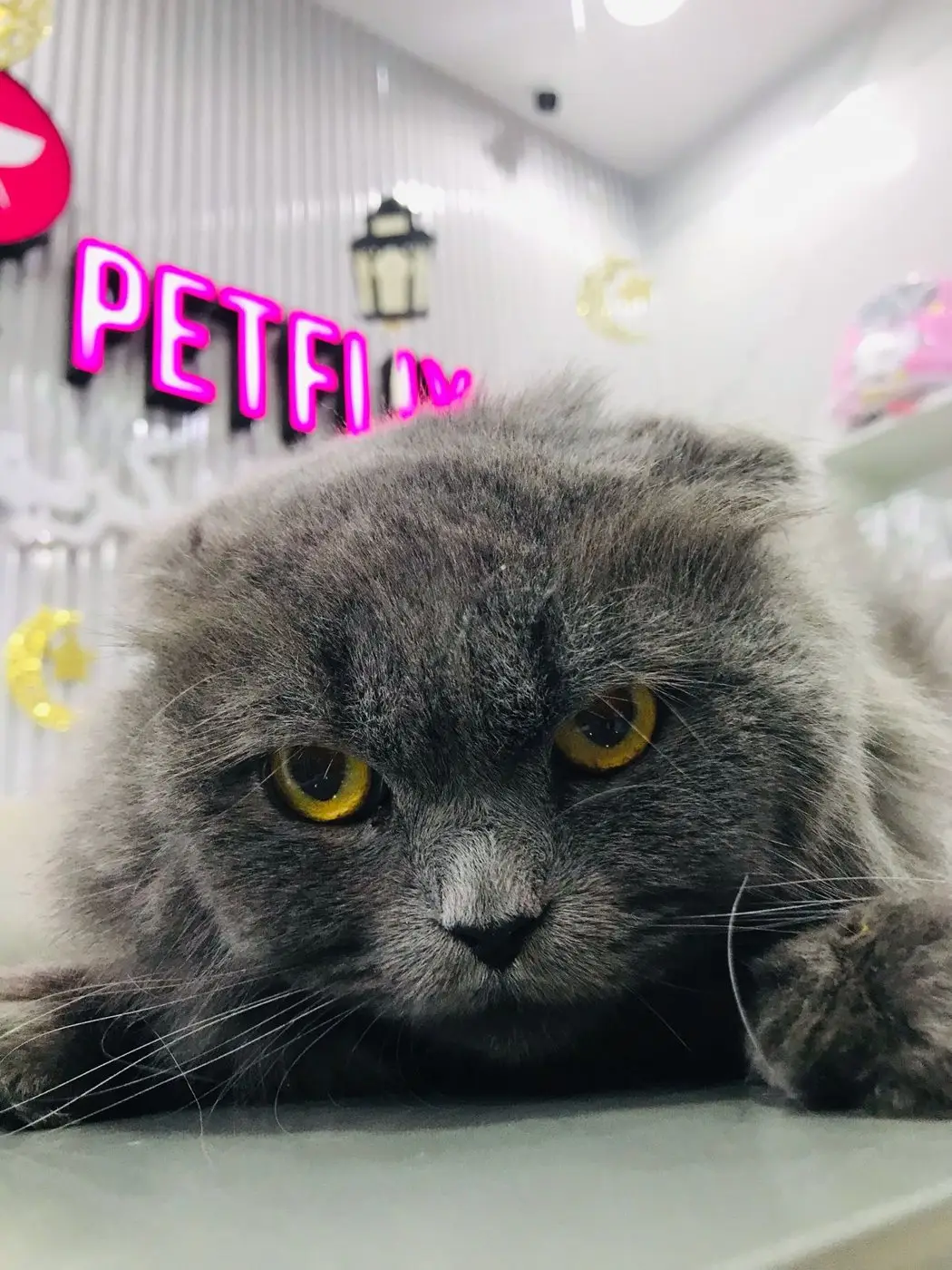 Grey Scottish Fold cat close-up, PETFLIX neon sign behind