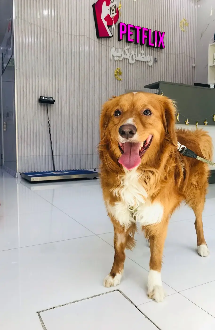 A retriever mix in reception, by the scale