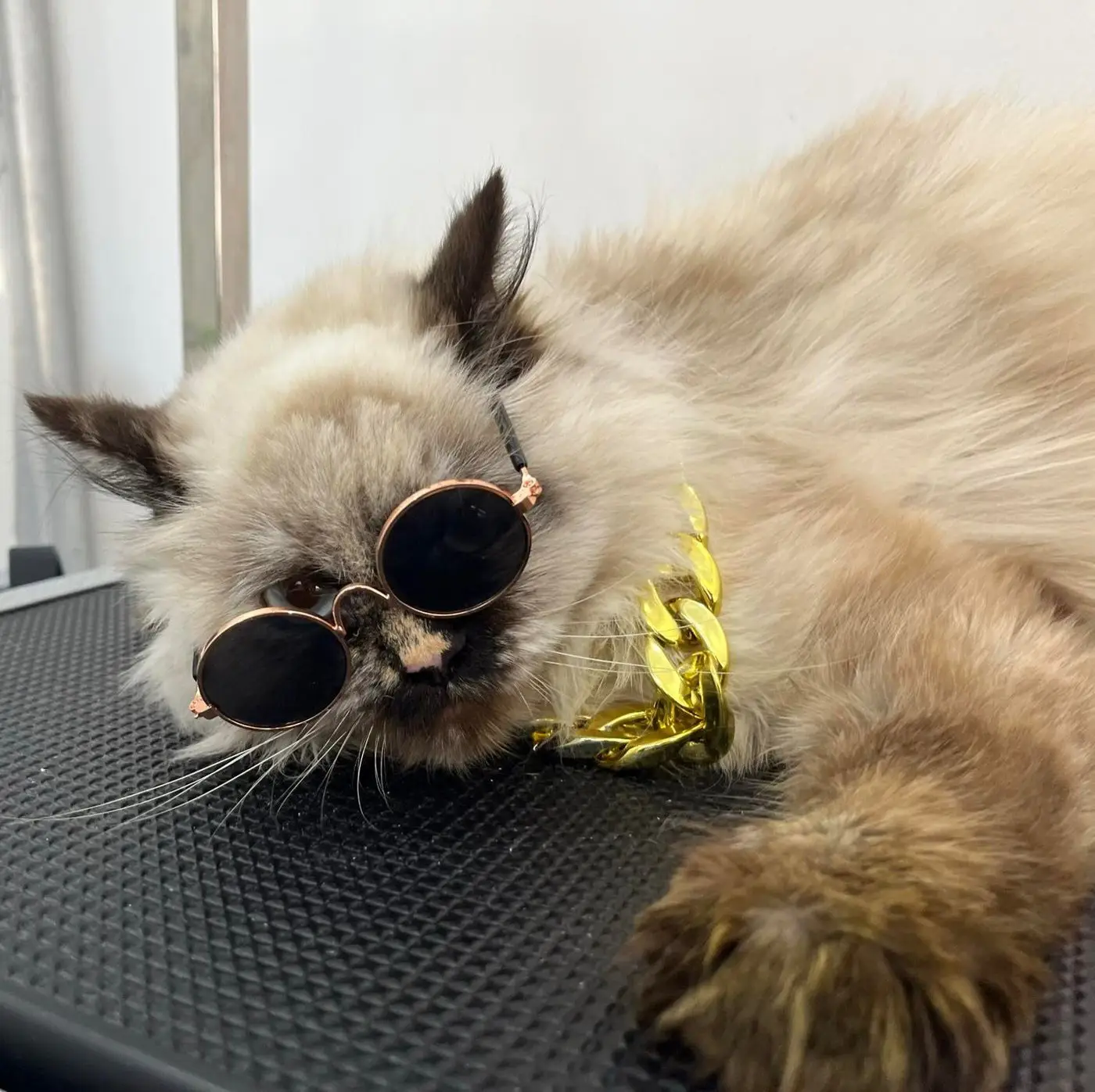 Himalayan cat with round sunglasses and gold bow lying on grooming table