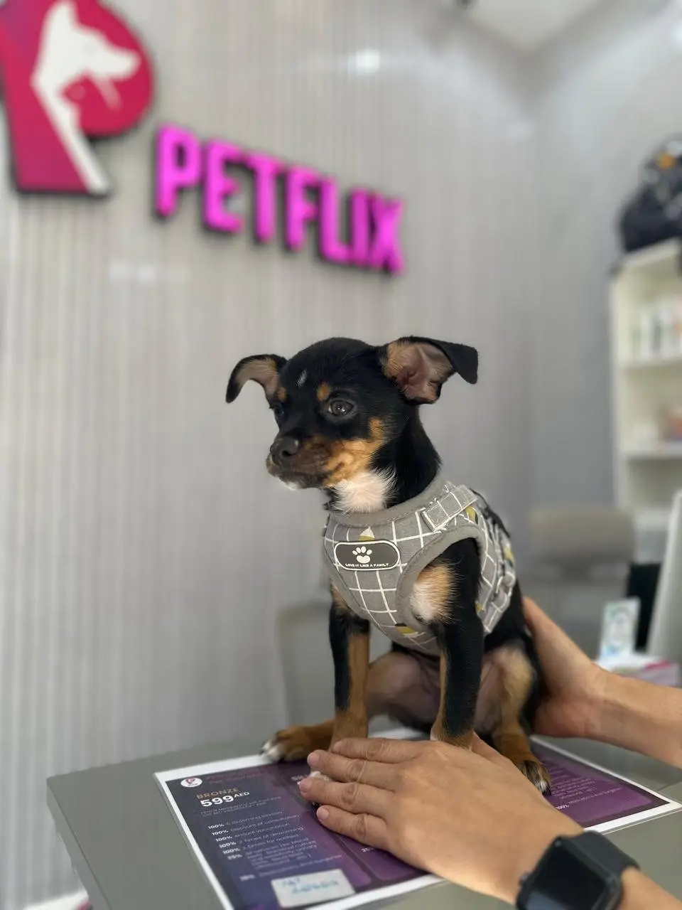 Small black-tan dog in checked coat standing on reception counter, PETFLIX sign behind