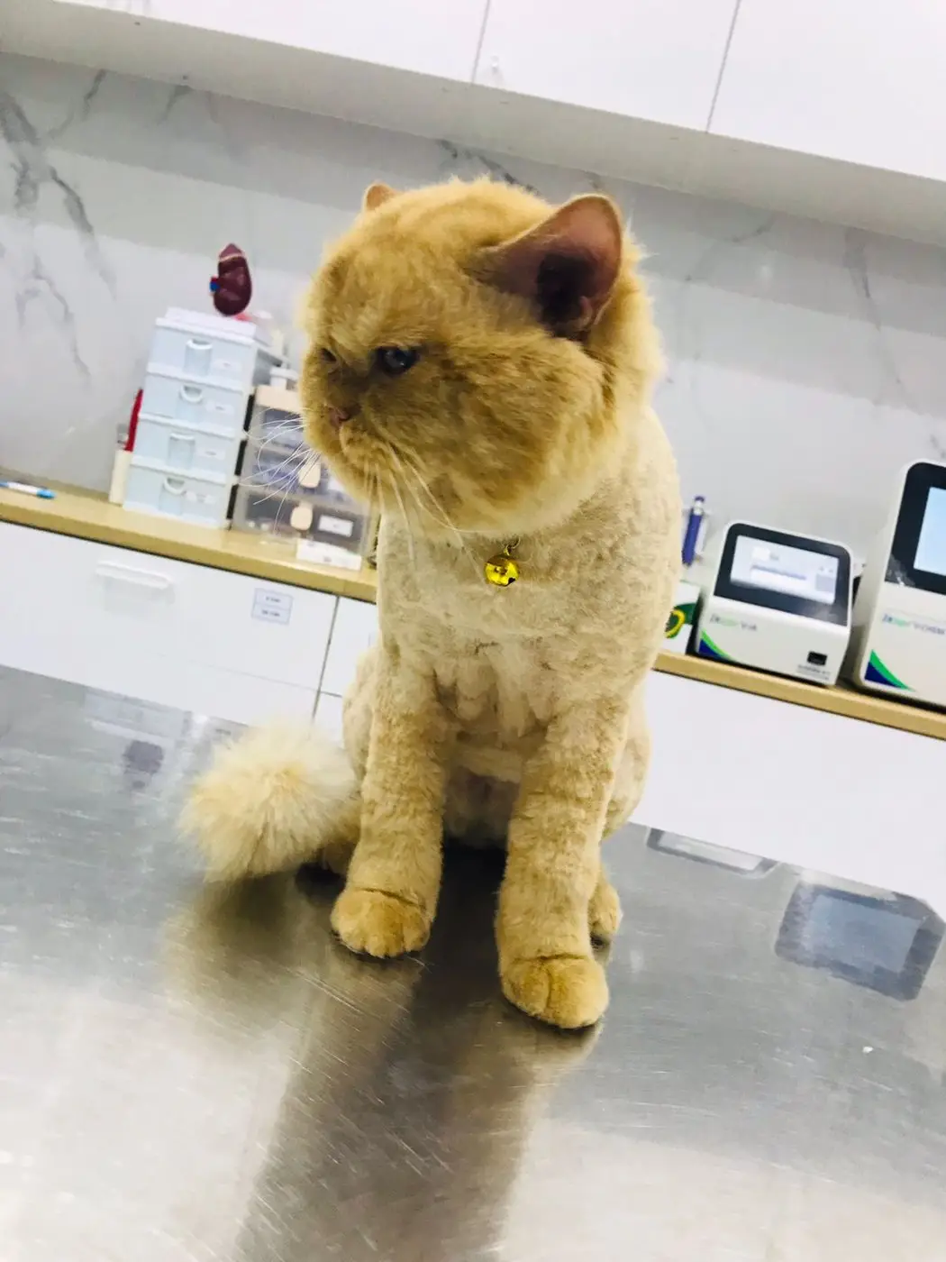 Golden Persian cat with lion cut sitting on steel table, lab analysers in background
