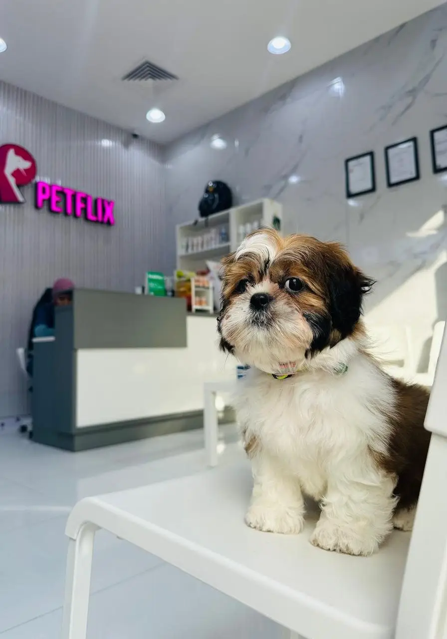 Shih Tzu puppy on white chair with reception and PETFLIX sign in background