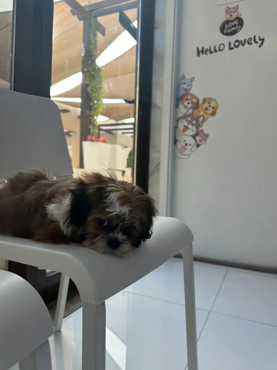 Shih Tzu sleeping on white chair by window with pet decals