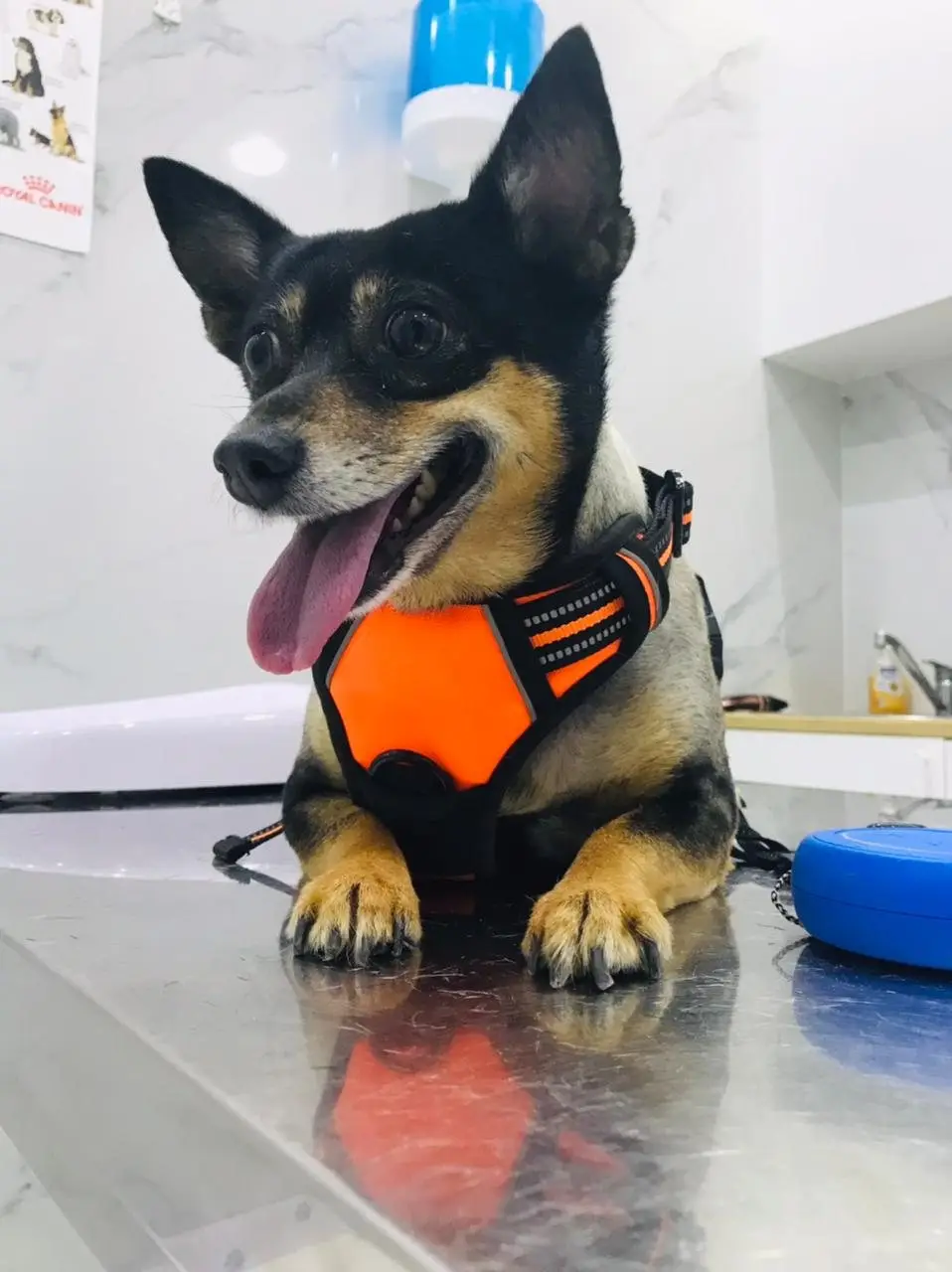 Happy black-tan small dog in orange harness lying on steel exam table, tongue out