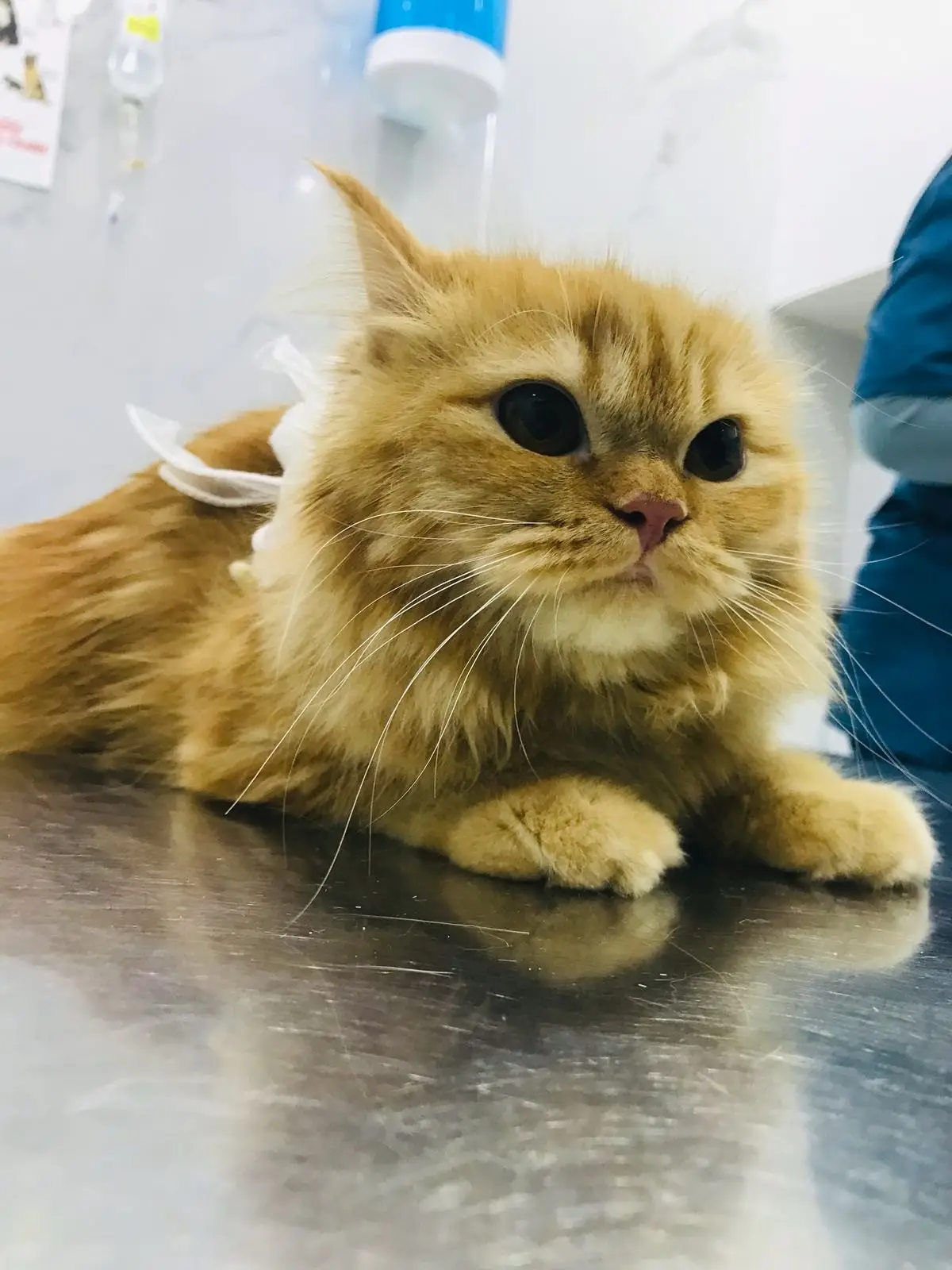 A ginger long-haired cat with a white gauze dressing behind its shoulders rests on a steel table at Petflix
