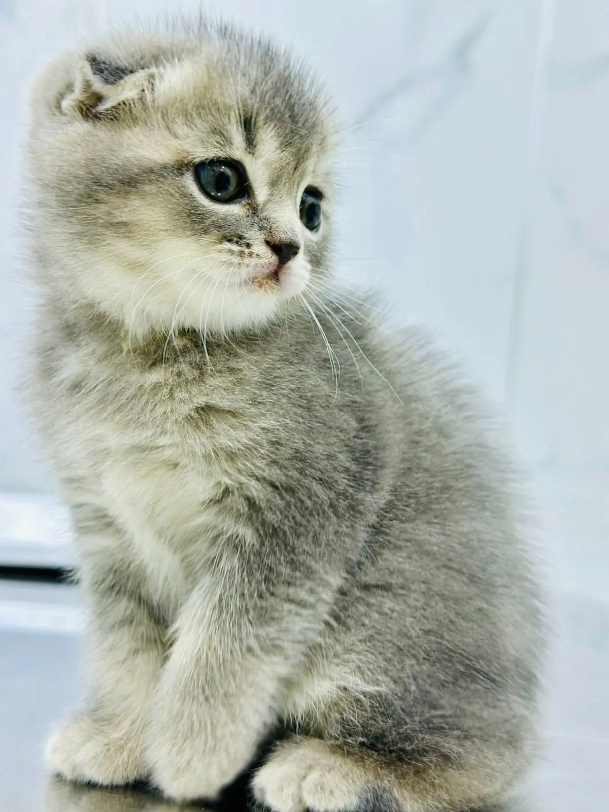 A Scottish Fold kitten on the exam table, the age at which cat flu swabs are most common