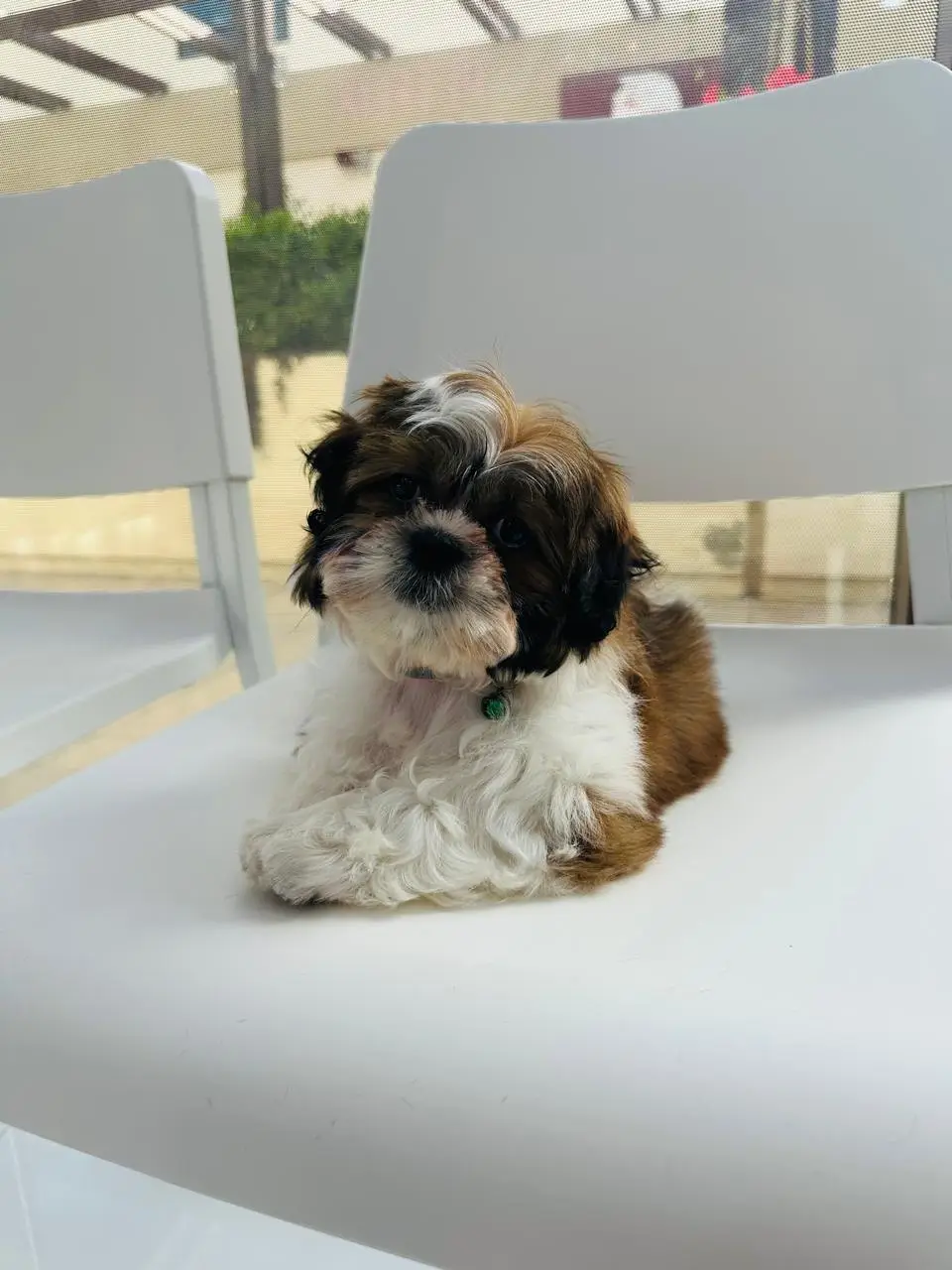 A brown and white Shih Tzu puppy lies on a white chair in the waiting area before its vaccine
