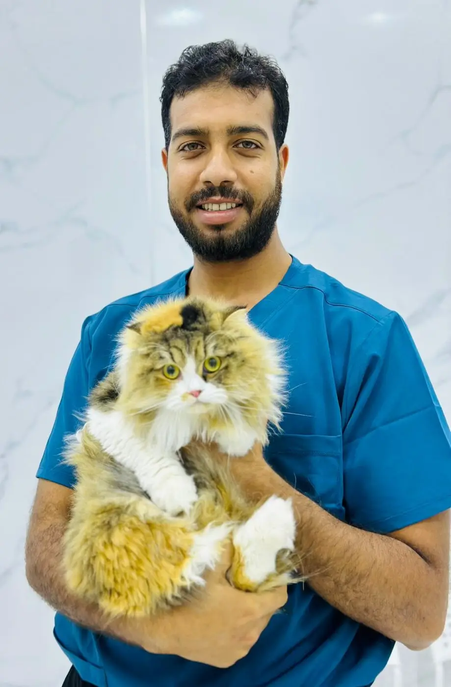 Smiling bearded male vet in blue scrubs holding calico Persian cat, marble wall