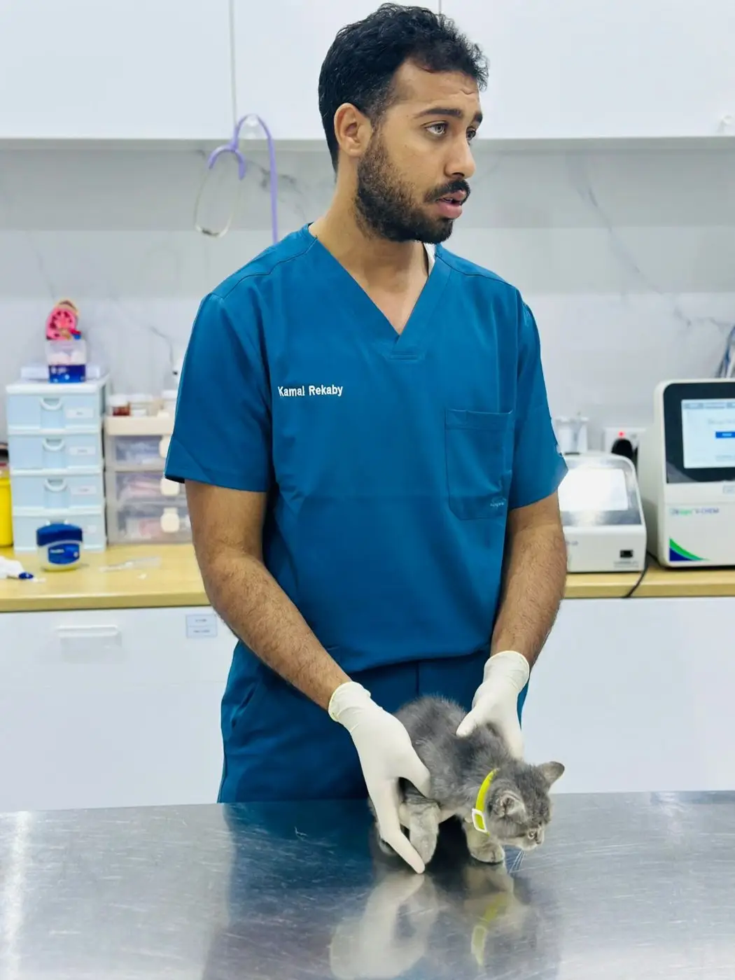 A vet examines a grey kitten at the steel table